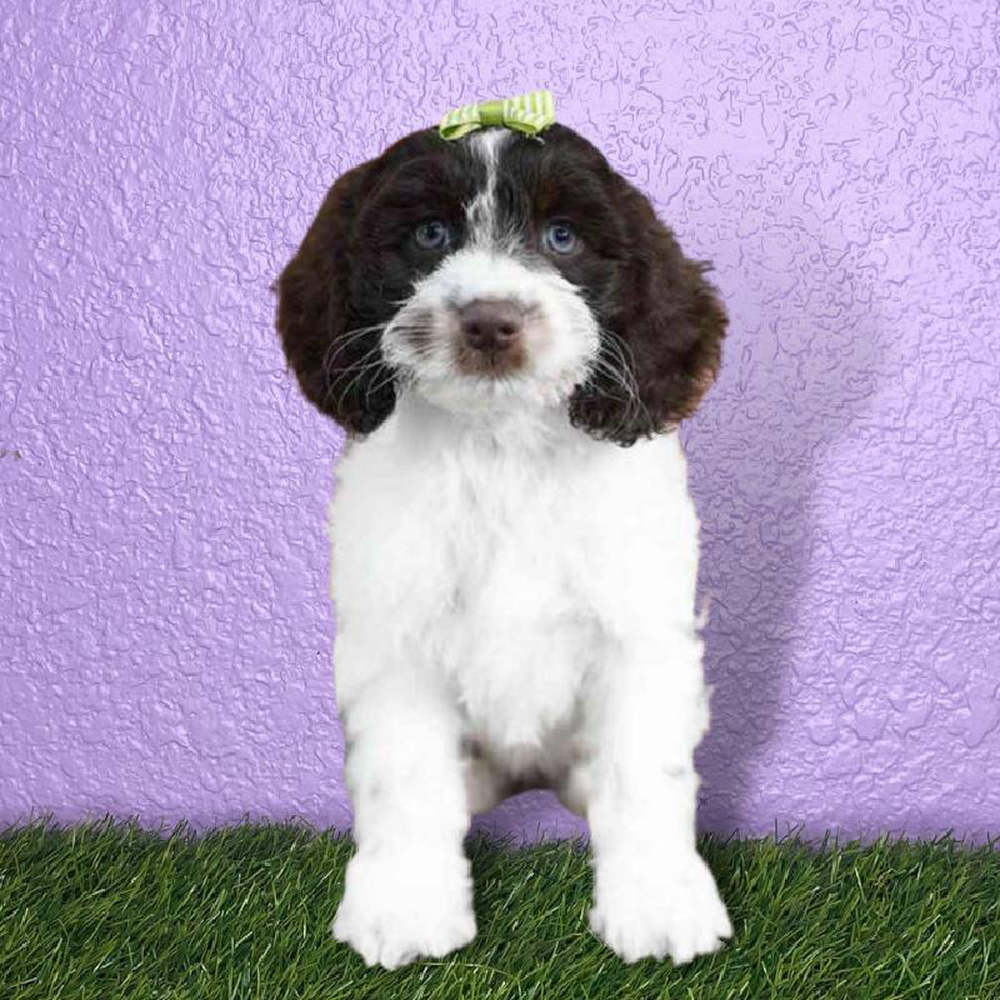 Female Cockapoo Puppy for sale