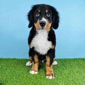 Bernese Mountain Dog