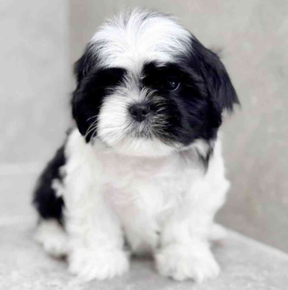 pet breed image