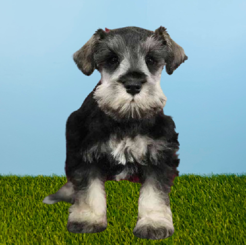 Male Mini Schnauzer Puppy for Sale in Pasadena, TX