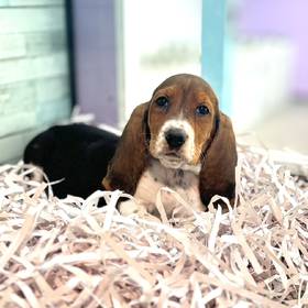 Basset Hound