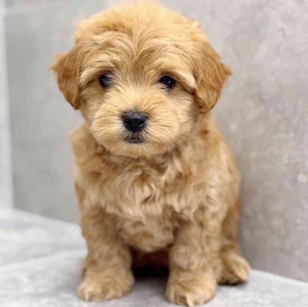 pet breed image