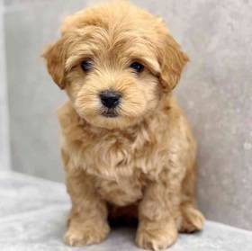 Chi-Poo
