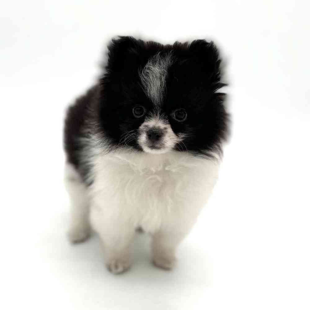 Male Pomeranian Puppy for Sale in Puyallup, WA