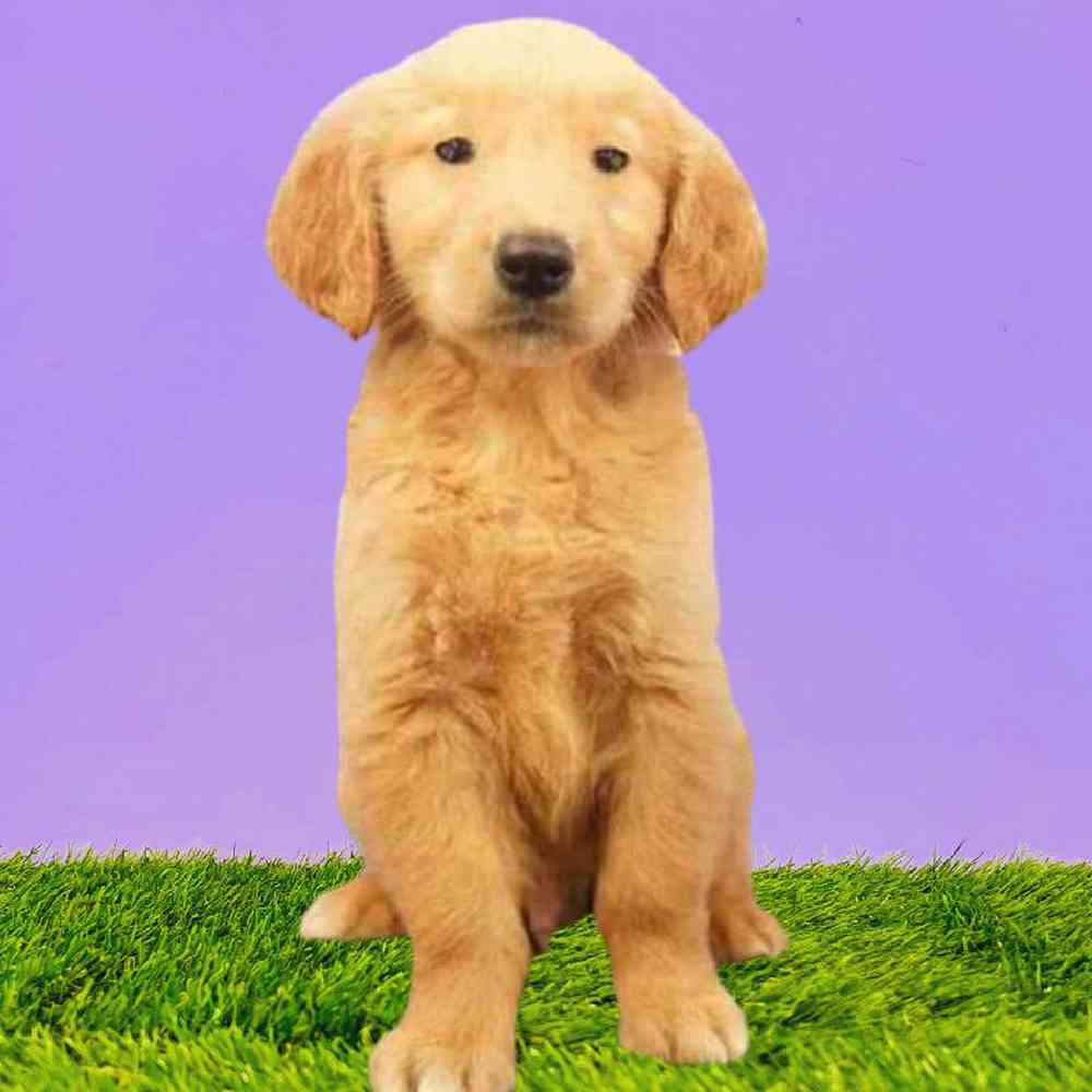 Male Golden Retriever Puppy for Sale in Puyallup, WA