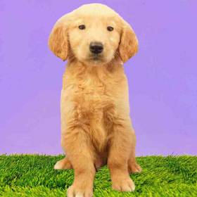 Golden Retriever