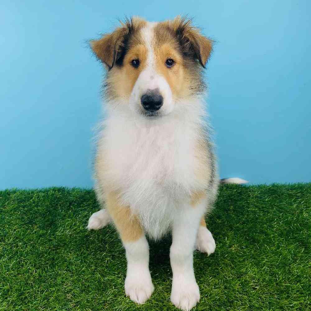 Male Collie Puppy for sale
