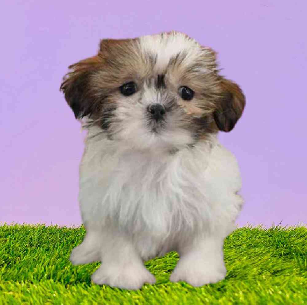 Shih Tzu