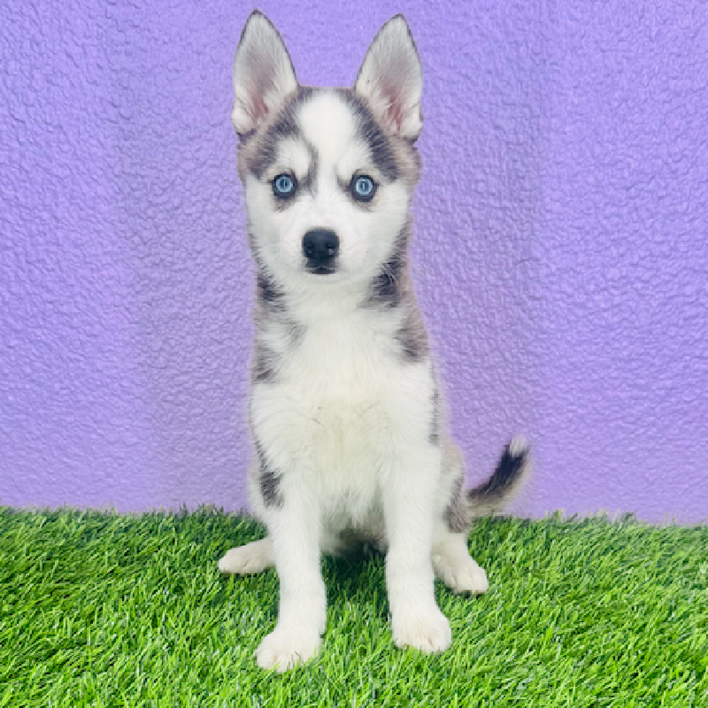 pet breed image