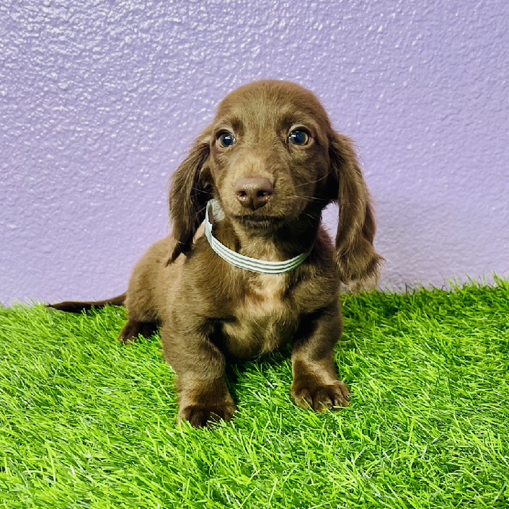 pet breed image