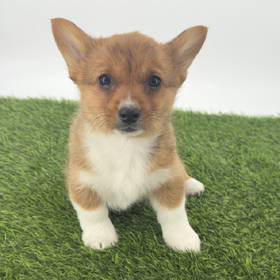 Pembroke Welsh Corgi