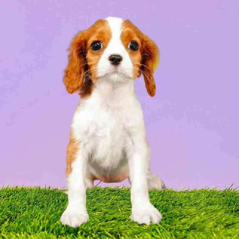 Female Cavalier King Charles Spaniel Puppy for Sale in Puyallup, WA