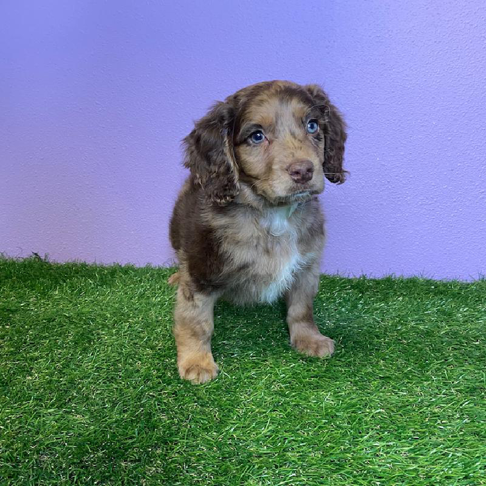 Male Mini Springer-Poo Puppy for sale