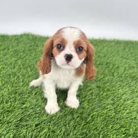 Cavalier King Charles Spaniel