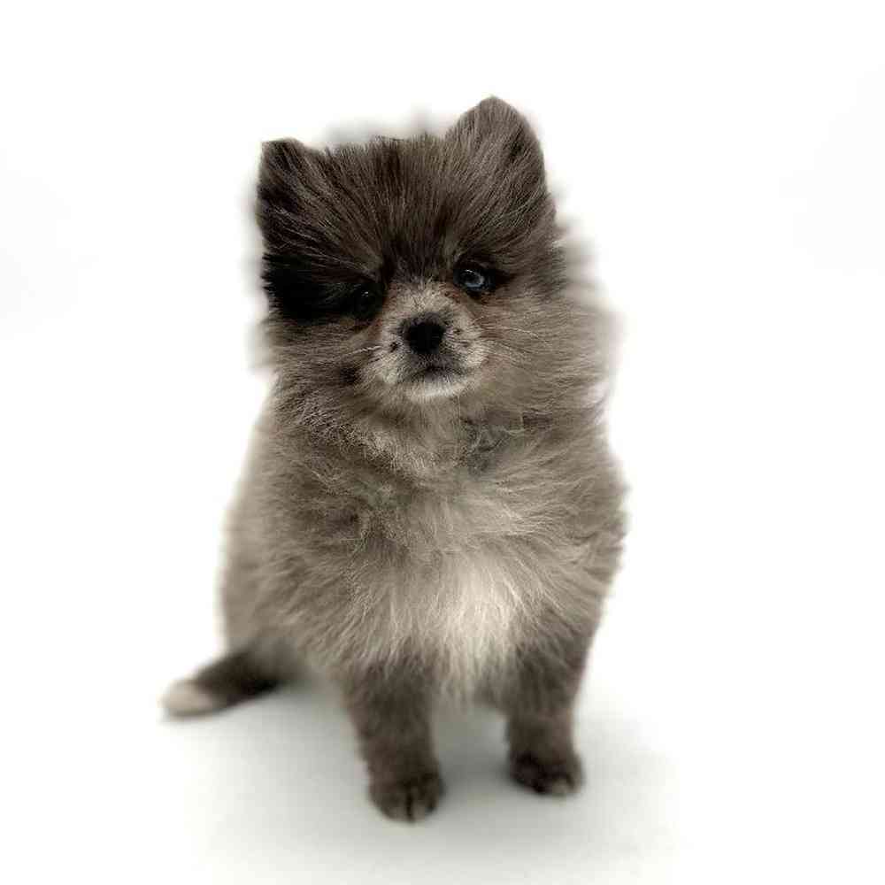 Female Pomeranian Puppy for Sale in Puyallup, WA