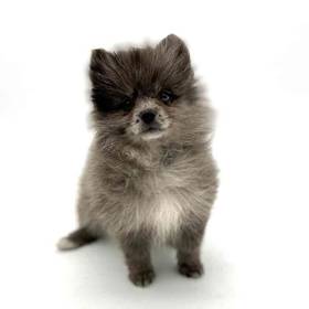 Pomeranian