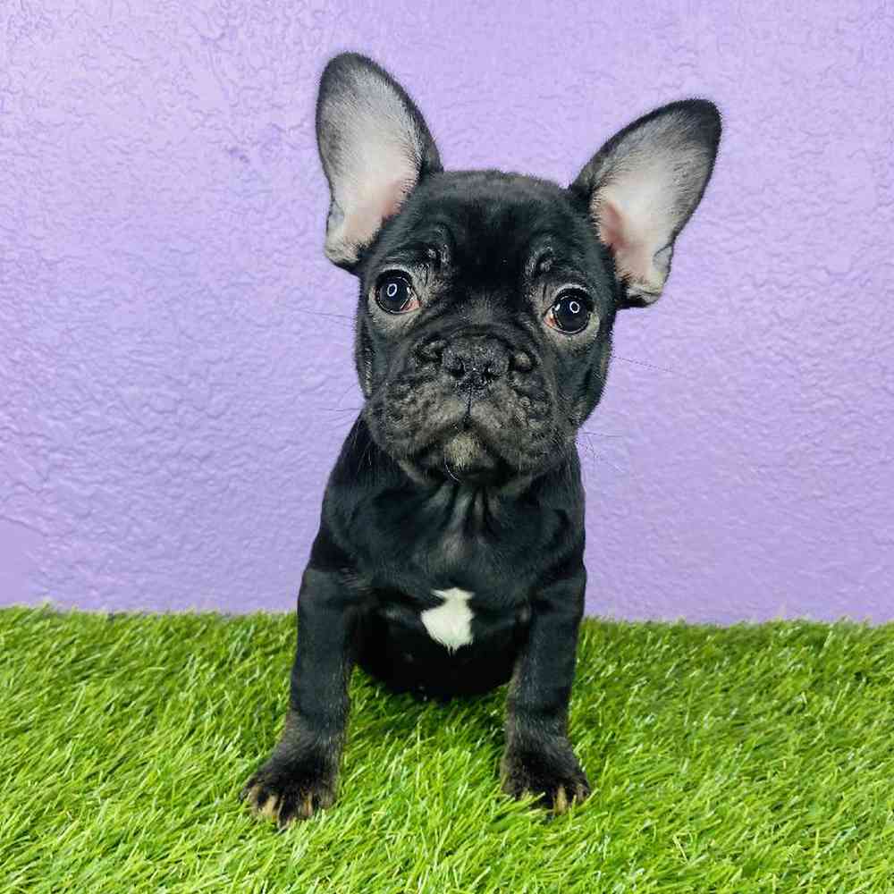 Male French Bulldog Puppy for sale