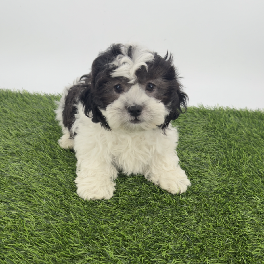 pet breed image