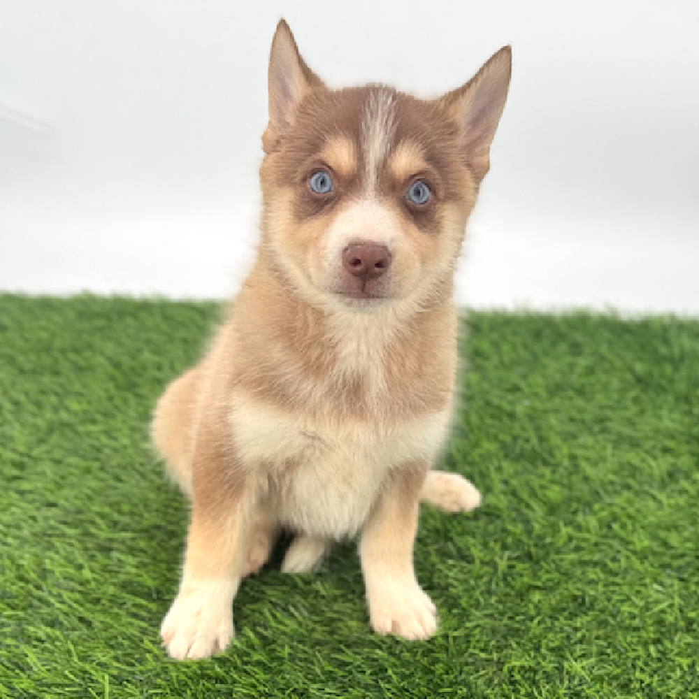 pet breed image