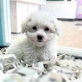 Bichon