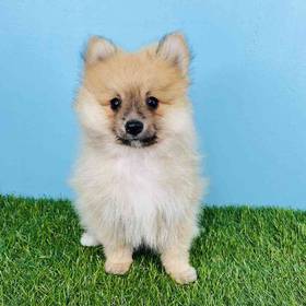 Pomeranian