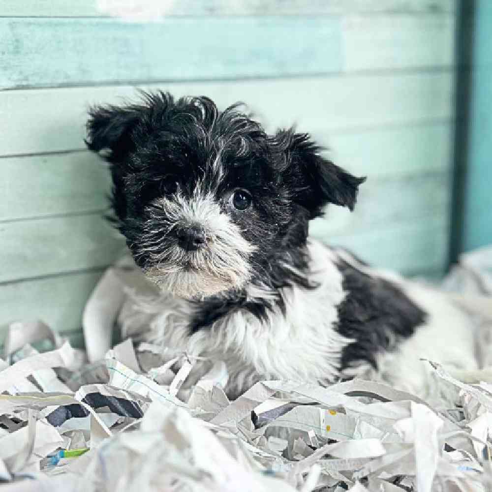 pet breed image