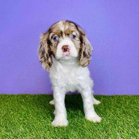 Cocker Spaniel