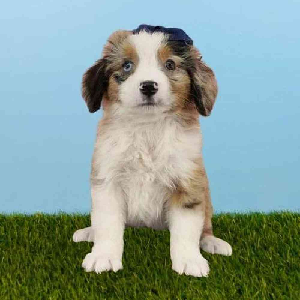 Female Mini Aussie Puppy for sale