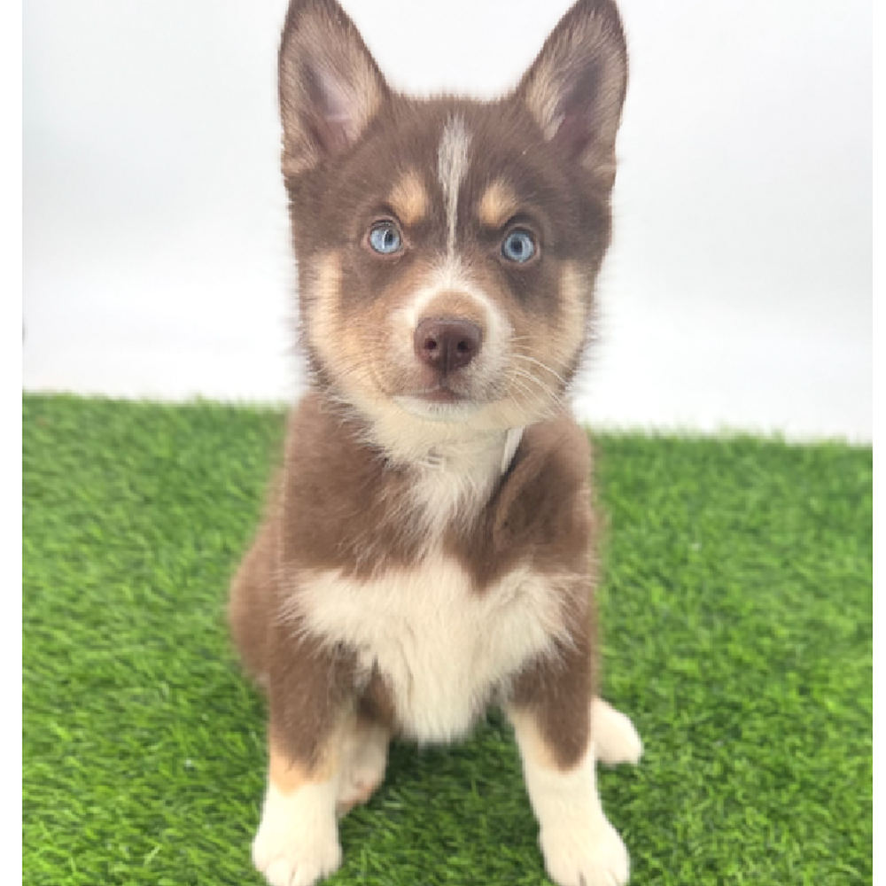 pet breed image