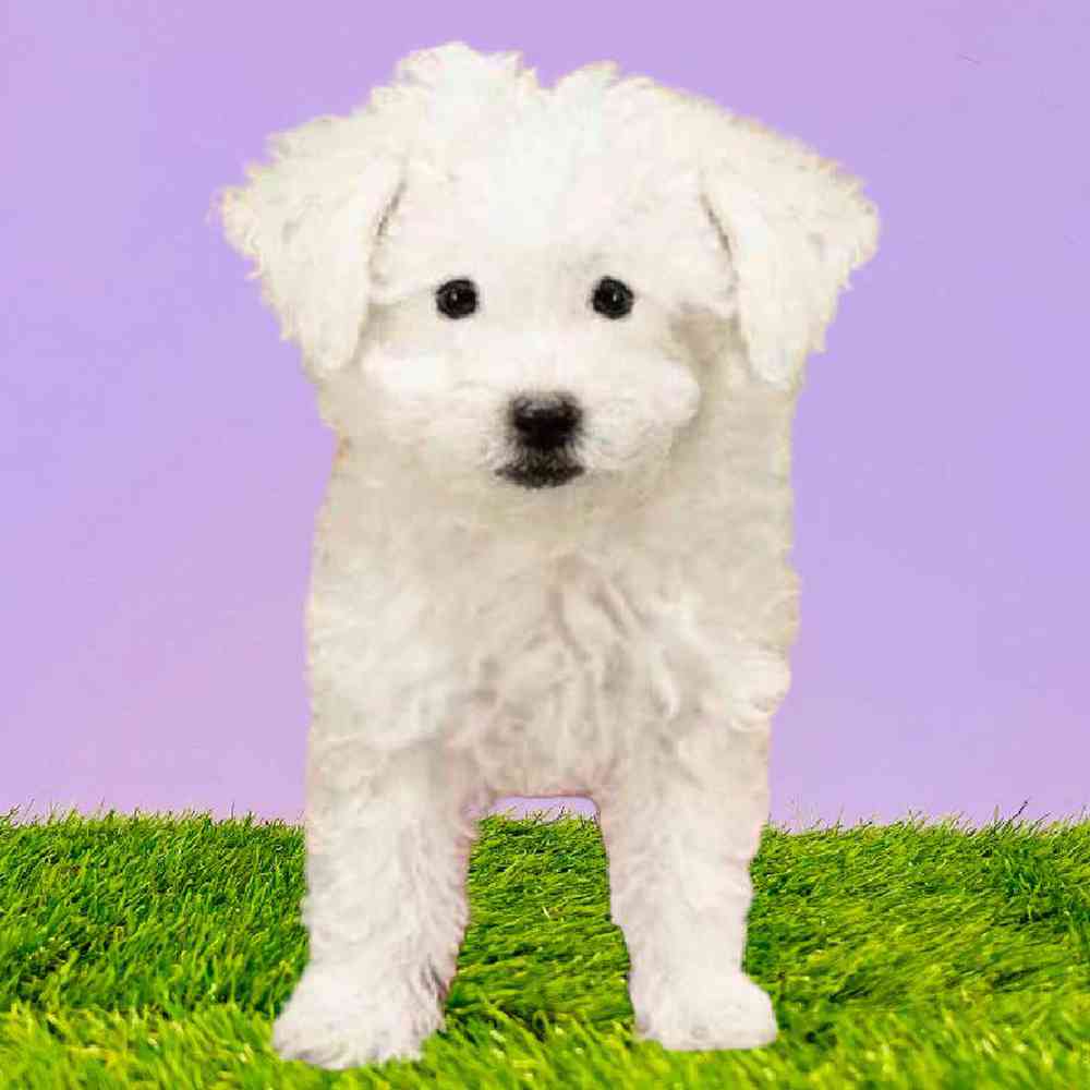 Female Bichon Puppy for Sale in Puyallup, WA