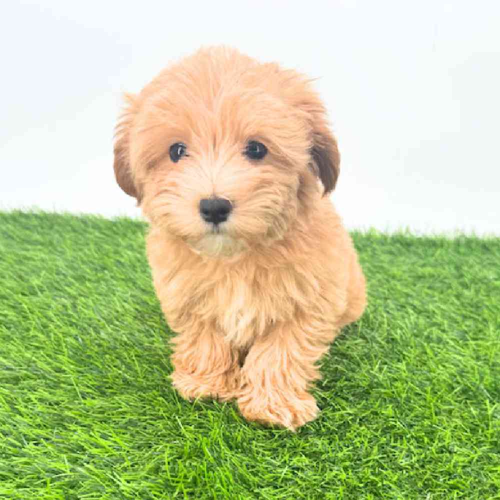 pet breed image