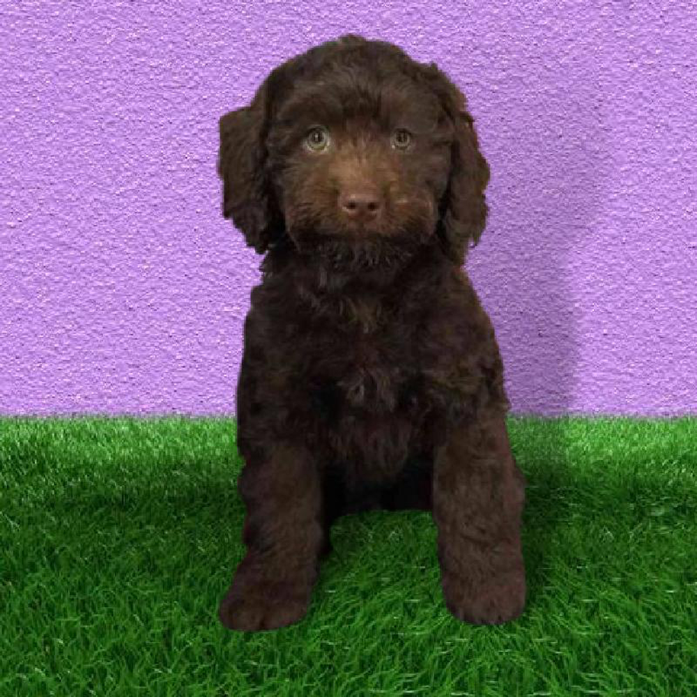 Female Cockapoo Puppy for sale