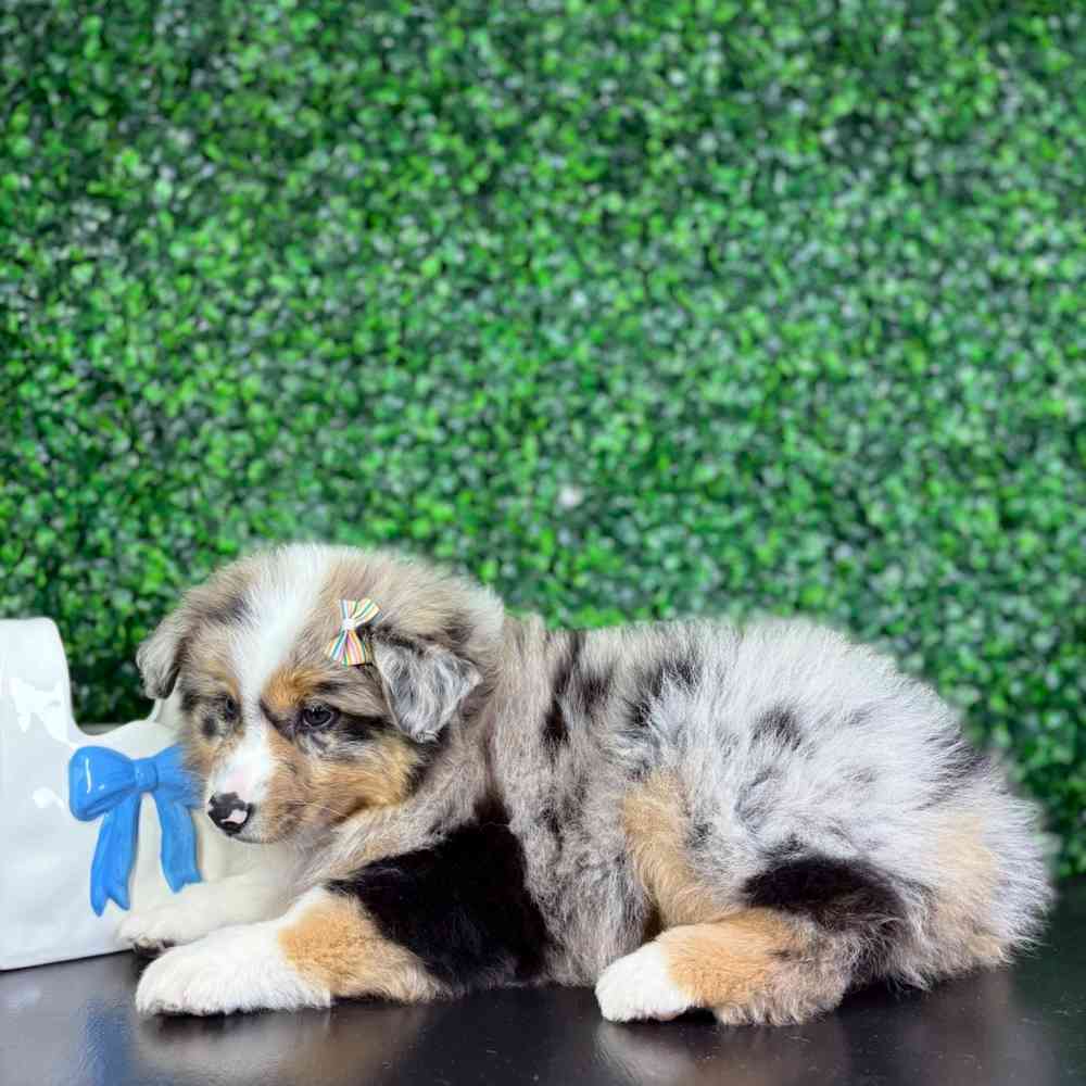 carousel pet images