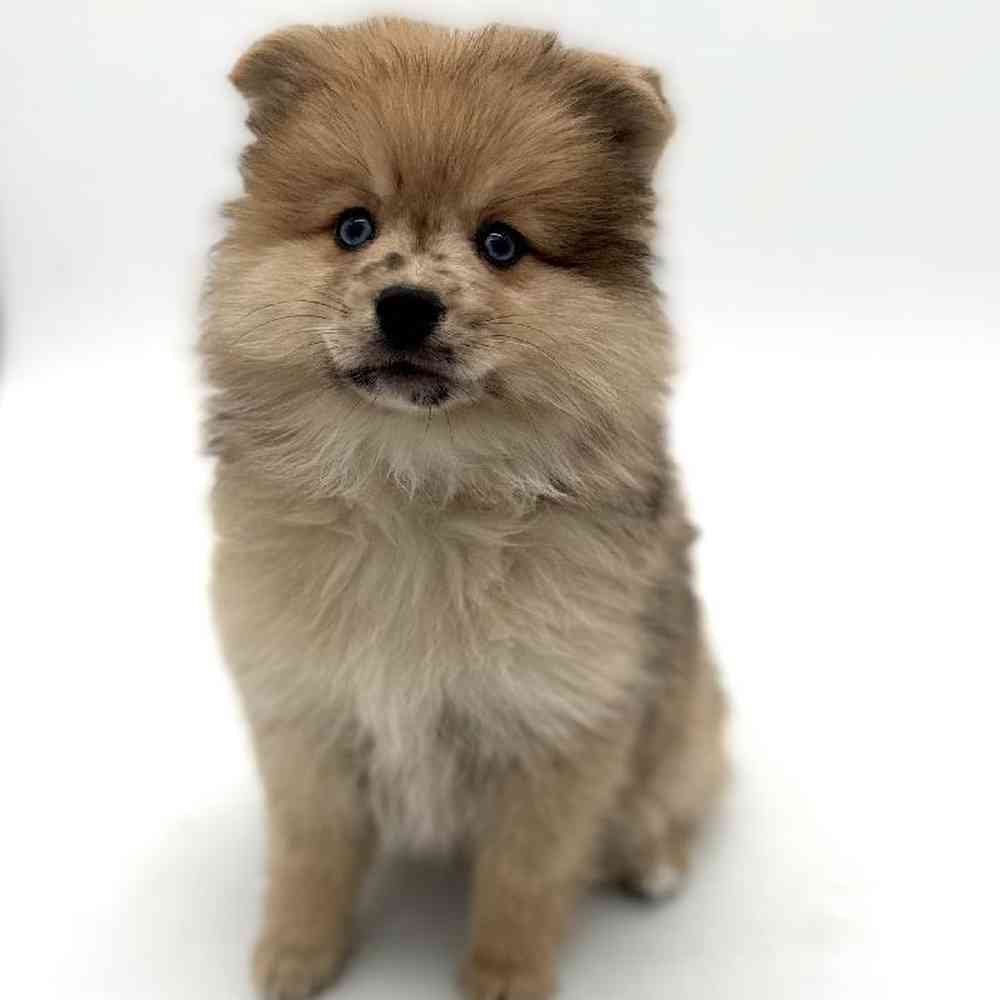 Female Pomsky Puppy for Sale in Puyallup, WA