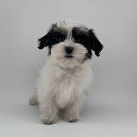 Coton De Tulear