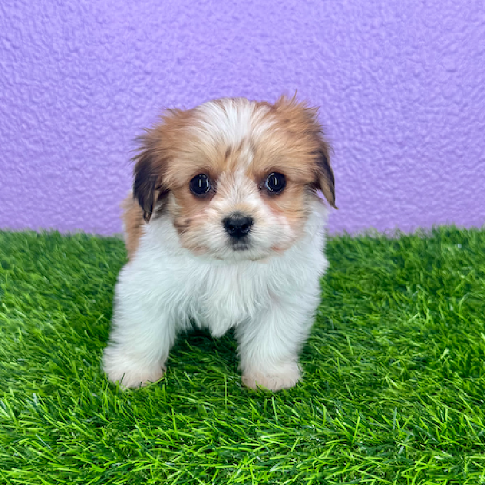 pet breed image