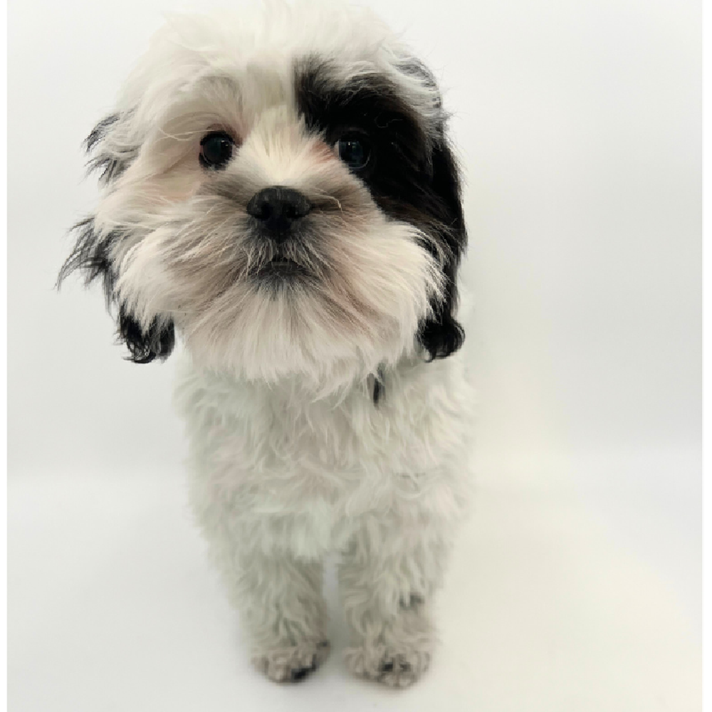 carousel pet images