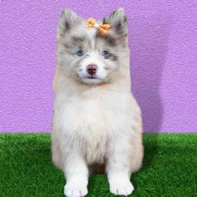 Pomsky