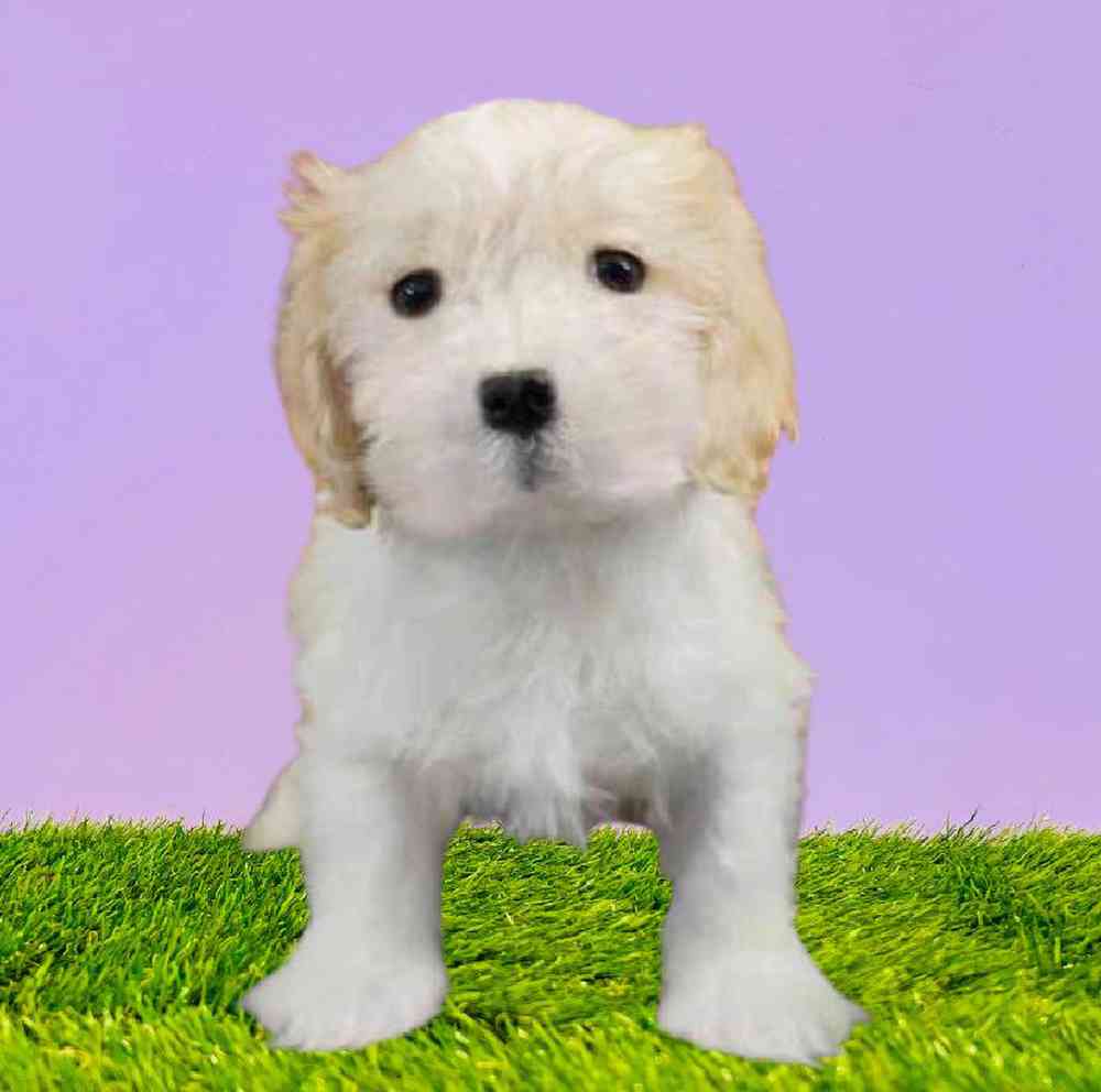 Male Cavachon Puppy for Sale in Puyallup, WA