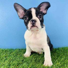 Frenchton