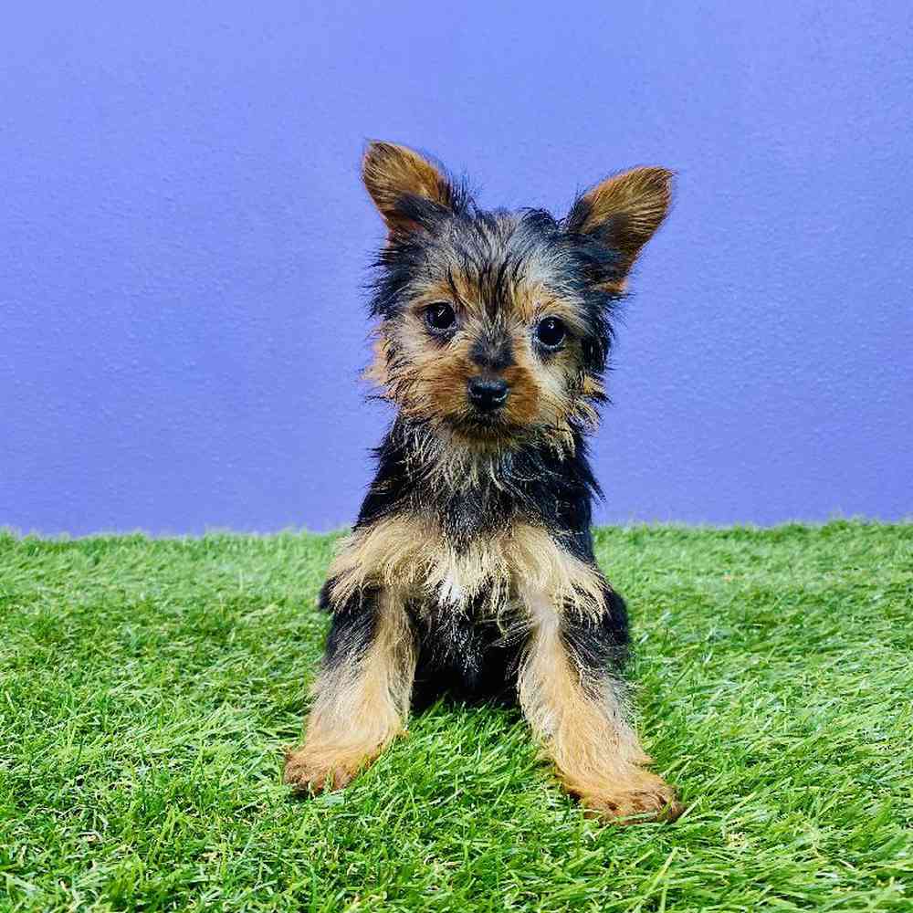 Female Yorkie Puppy for sale