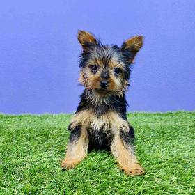 Yorkie