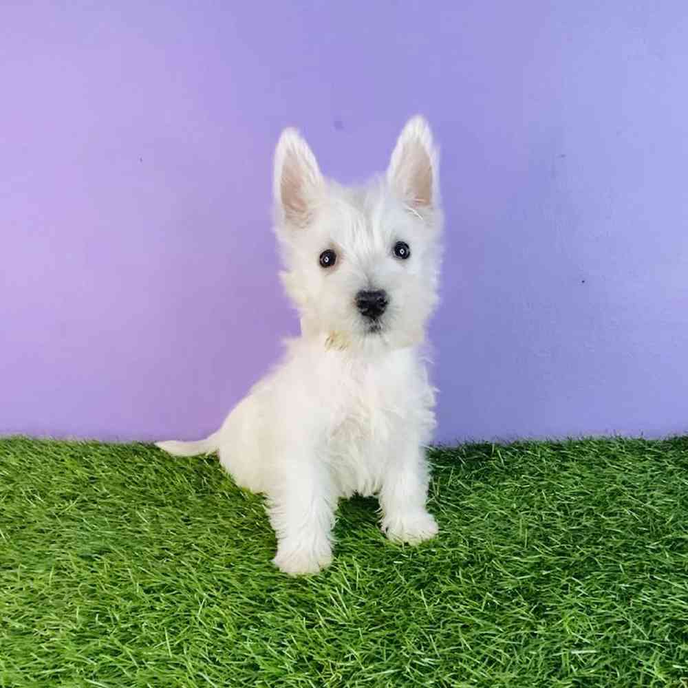 Female West Highland White Terrier Puppy for sale