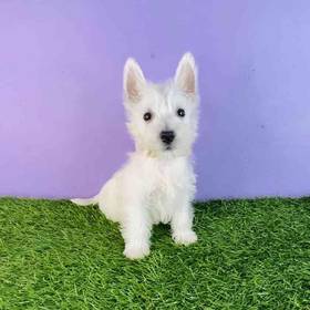 West Highland White Terrier