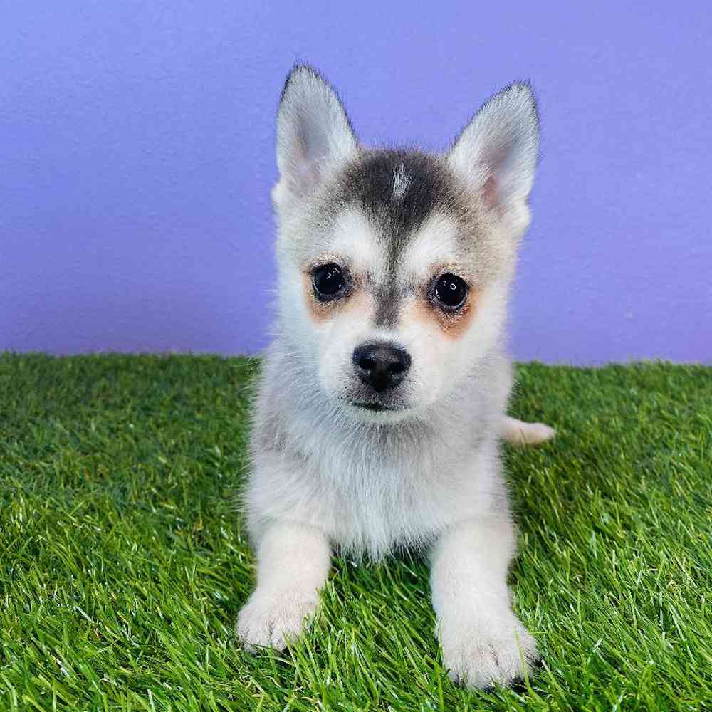 carousel pet images