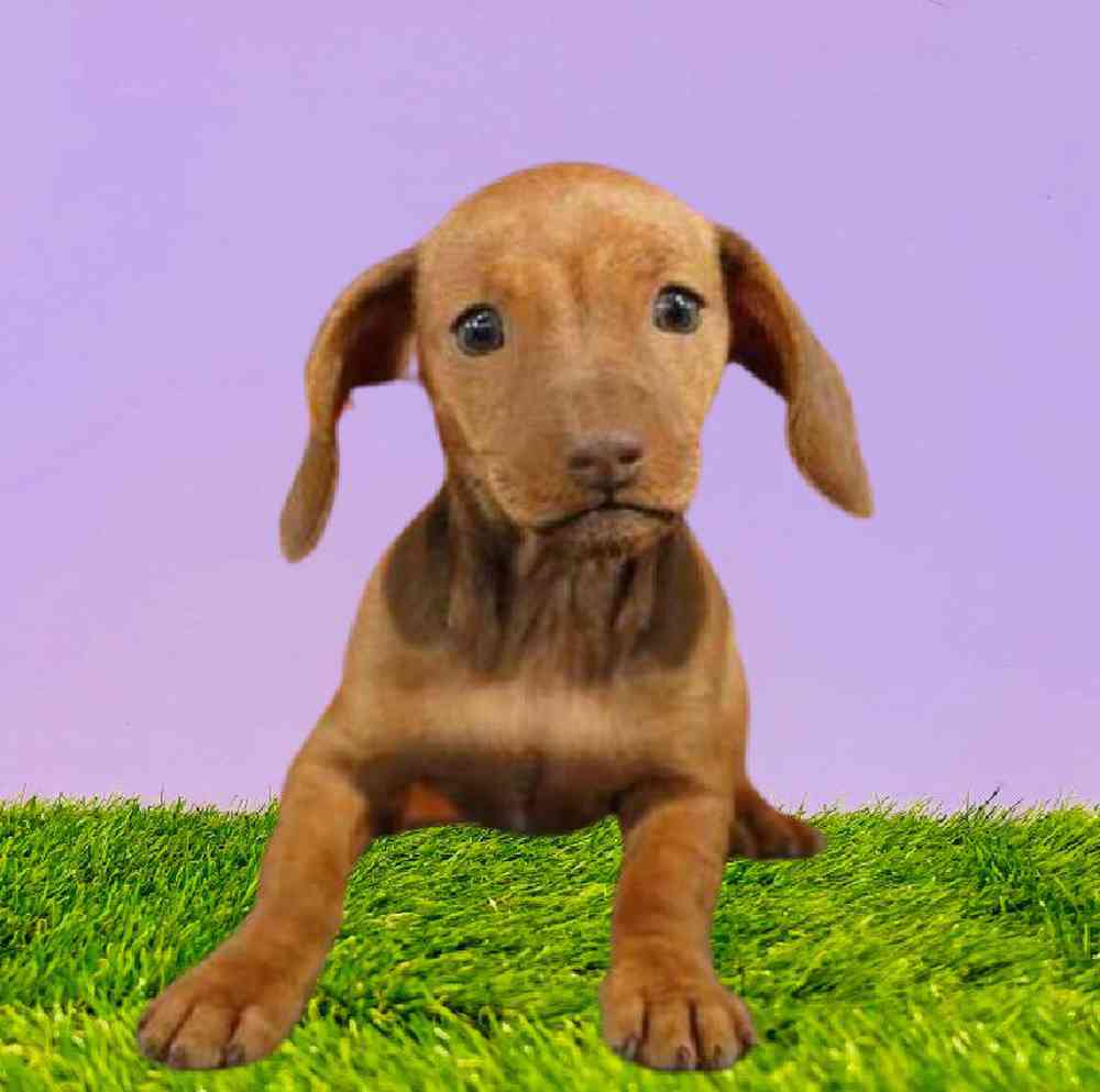 Dachshund Puppies for Sale Puyallup