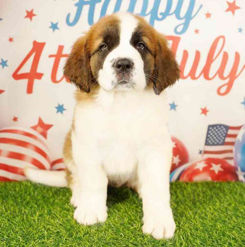 pet breed image