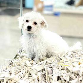 Bichon