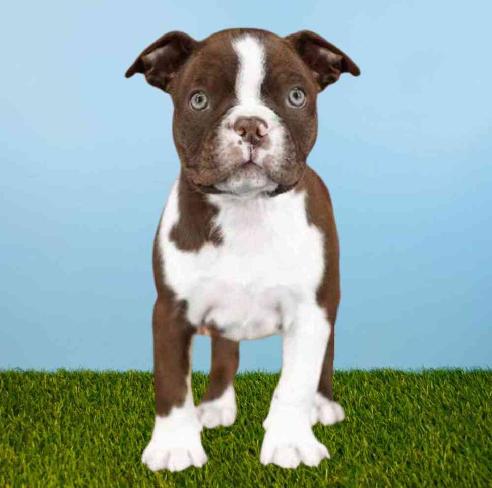 Male Boston Terrier Puppy for Sale in Meridian, ID