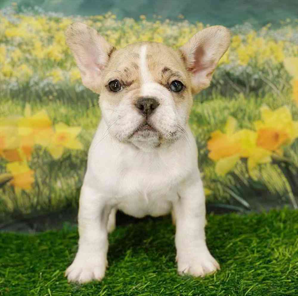 pet breed image